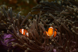 Clownfish in Thailand
