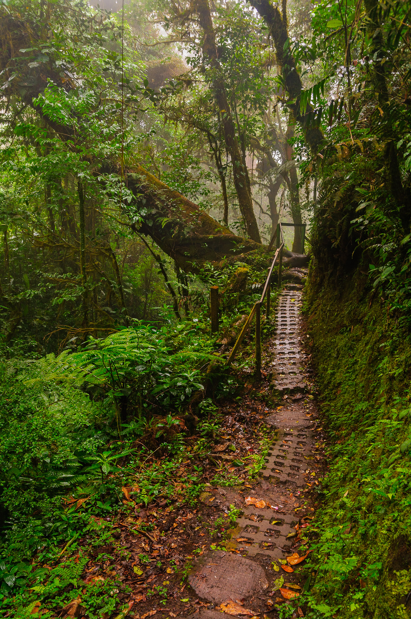 Path in Monteverde Cloud Forest