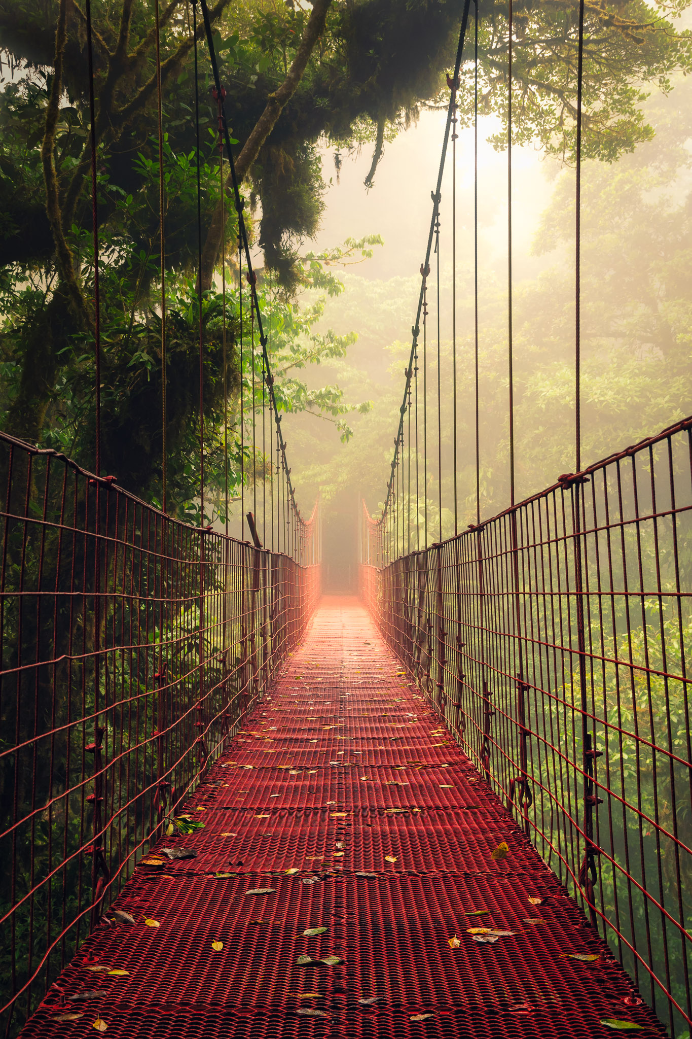 Bridge in Monteverde Cloud Forest