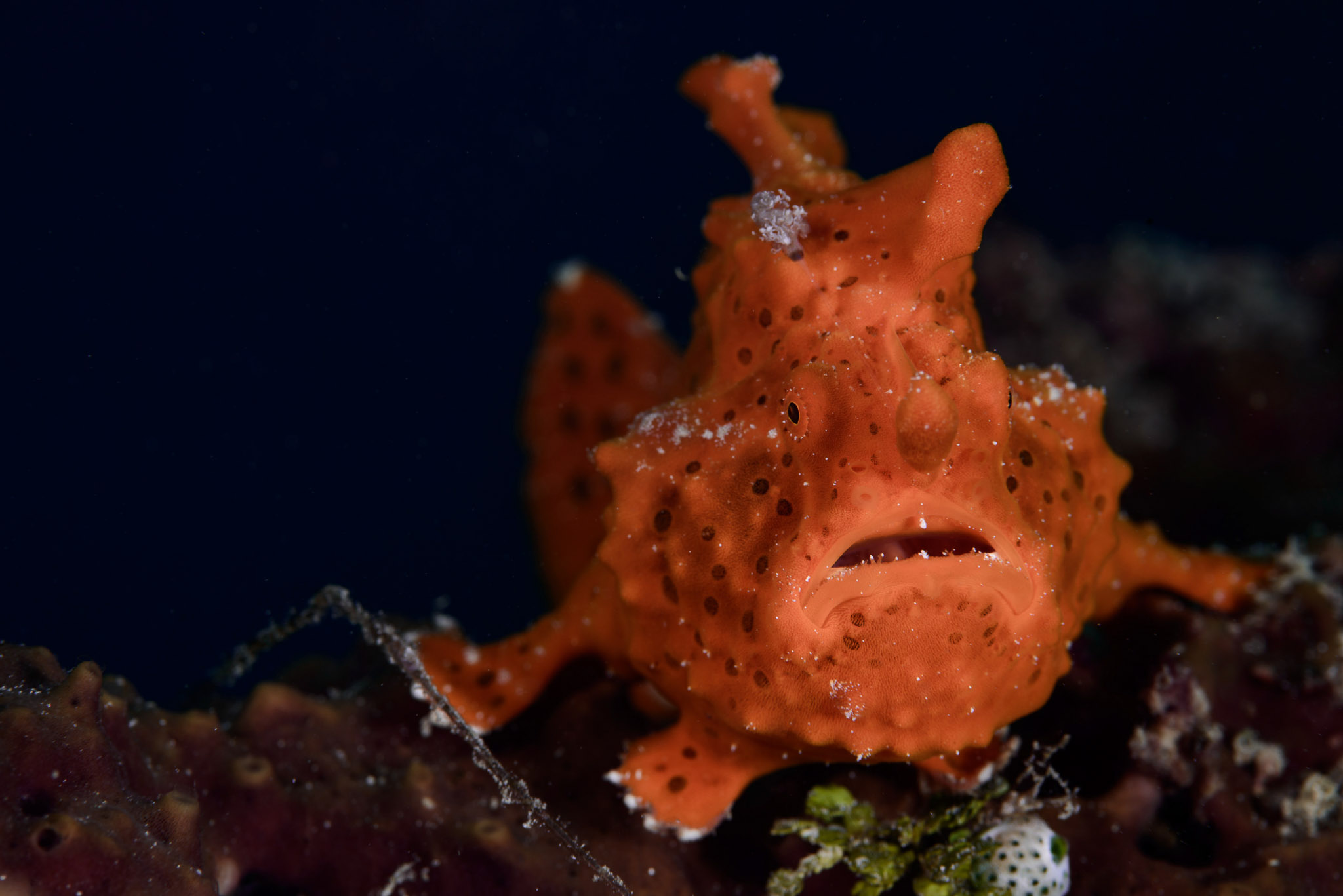 Frogfish in Indonesia